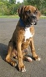 Bruno the Boxer as a Puppy sitting outside on a blacktop and looking to the right
