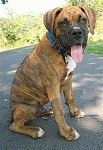 Bruno the Boxer as a Puppy sitting outside on a blacktop and looking to the right with its tongue out
