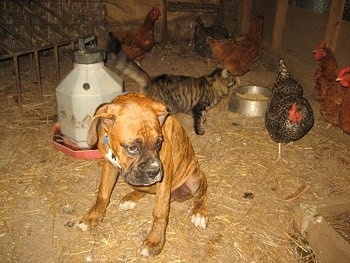 Bruno the Boxer puppy sitting in side the chicken coop, surrounded by chickens and a cat
