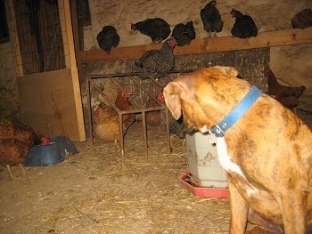 Bruno the Boxer puppy sitting in the coop. Looking at the chickens