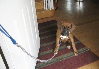 Boxer wearing a chain leash, sitting in a open doorway
