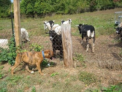 Bruno the Boxer Puppy with his mouth open and tongue out, looking at the goats