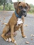 Bruno the Boxer as a Puppy sitting outside on a blacktop covered with scattered leaves and looking to the right 