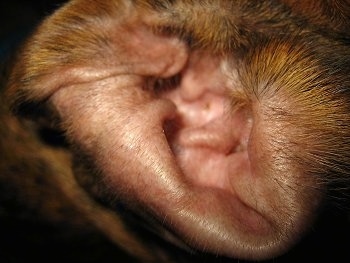 Close Up - The inside of Bruno the Boxer puppy's Clean Ear