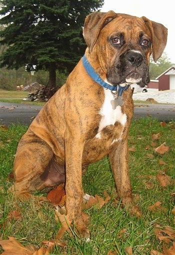 Bruno the Boxer Puppy sitting outside in grass