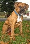 Bruno the Boxer as a Puppy sitting outside on grass covered in leaves