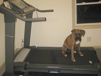 Bruno the Boxer puppy sits on the treadmill