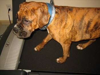 Bruno the Boxer Puppy looking into the distance while walking on the treadmill