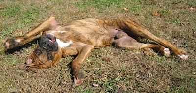 Bruno the Boxer laying on the ground on his back
