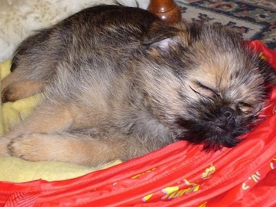 Close Up - The right side of a sleeping black and brown Brusselranian puppy tat is sleeping on a bright red dog bed.