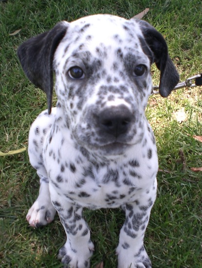 Duke the Bullmatian puppy sitting outside in the grass and looking at the camera holder