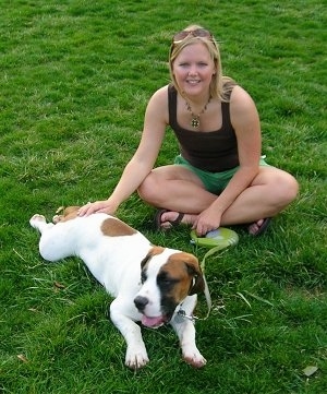 Norman the Bully Basset laying in the grass with a lady rubbing his back