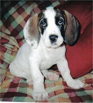 Close Up - Norman the Bully Basset puppy sitting on a couch with a pillow behind him