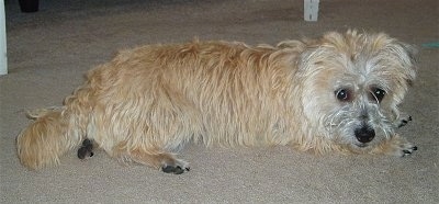 Left Profile - Ditka the Cairnese is laying on a carpeted tan floor under a table and looking at the camera holder