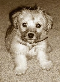 Addi the Cairnoodle puppy is sitting on a carpet and looking towards the camera holder