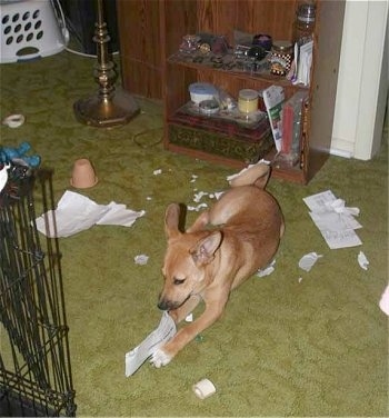 Basenji mix puppy is laying on a olive green carpet and chewing on paper. There is paper in between its front paws and scattered behind him