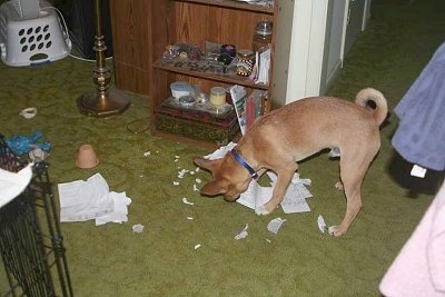 Basenji mix puppy is chewing on paper and leaving ripped paper everywhere in a living room