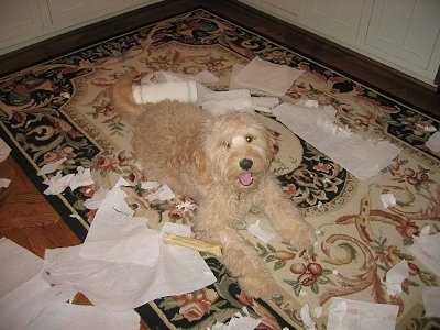 Tanner the Goldendoodle is laying on a rug with paper towels bitten and torn apart into pieces around him