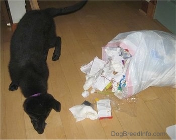 Shadow the Shiloh Shepherd puppy is standing next to a knocked over trash bag with trash spilling out