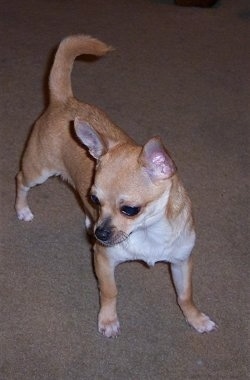 7 month old chihuahua