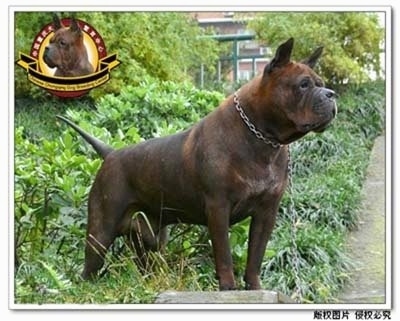 A Chinese Chongqing is standing on grass on a blcok and looking to the right. The Logo for the Chongqing Dog Breeding Center is overlayed on the photo