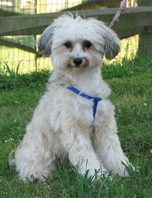 chinese crested powder puff poodle