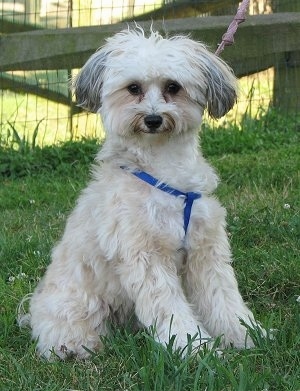 chinese crested powder puff