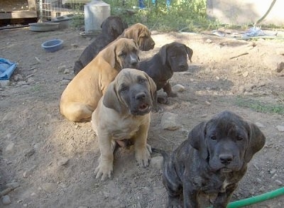 Six Daniff Puppies are sitting in a dirt patch. One of them is sitting on a green garden hose