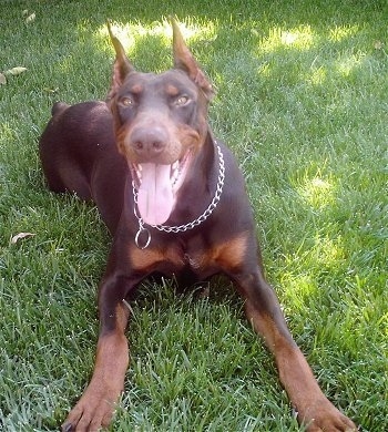 Deevo  the red and tan Doberman Pinscher is laying outside in grass with its mouth open and tongue out