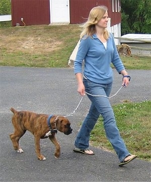 Woman holding a leash to short length with well-trained dog