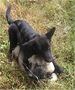 A black shepherd puppy laying on top of a gray shepherd pup outside in grass