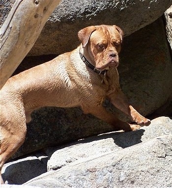 Kona the Dogue de Bordeaux is standing on a large rock in front of a cave.