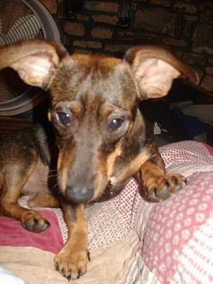 Close Up - Rowdy Rooney the Doxie-Pin is laying on a bed on top of a red and pink quilt next to a person