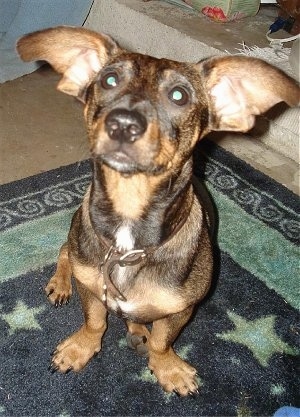 Rowdy Rooney the Doxie-Pin is sitting on a rug and looking up at the camera holder