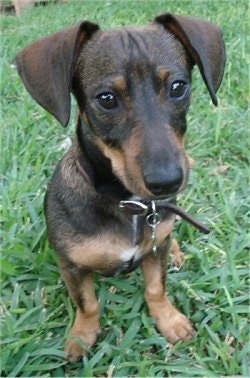 Rowdy Rooney the Doxie-Pin is sitting outside in a grassy yard