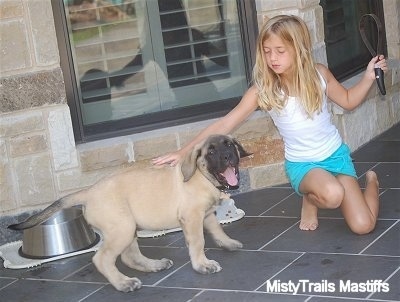 A tan with black English Mastiff puppy has its mouth wide open looking playful on a gray flagstone porch in front of a tan house. There is a blonde haired girl kneeling next to it with a grooming Shed 'n' Blade in her hand.