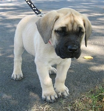 A tan with black English Mastiff puppy is standing on a black top and looking forward.