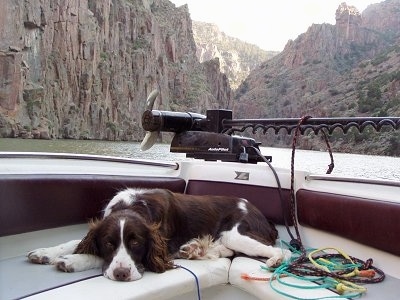 Bently the English Springer Spaniel is laying on a boat deck. The Boat is going through a body of water in between mountains