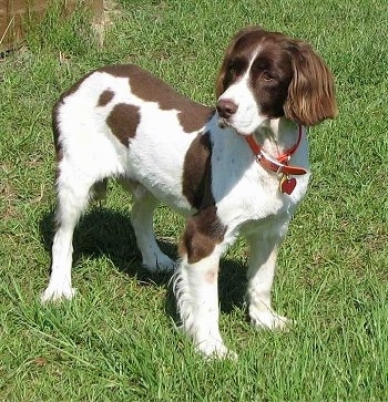 Sonny the brown and white English Springer Spaniel is standing in a field and looking to the left.