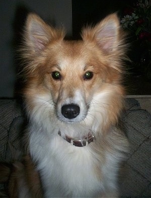 Close Up - Shelby the tan and white Eskland is sitting on a couch and looking forward