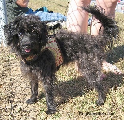 teacup poodle terrier mix