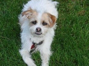 A white and tan Fo-Tzu is laying in grass. He has a big underbite and his bottom row of teeth are showing