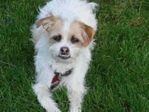 shih tzu x fox terrier