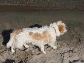 A white and tan Fo-Tzu puppy is walking across sand at a beach at night.