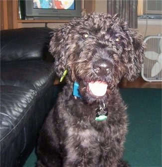 A black Giant Schnoodle is sitting next to a black leather couch with a TV playing behind it. There is a white fan sitting on the floor to the back right.