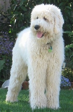 english cream golden retriever poodle mix