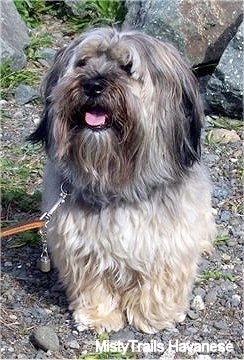 A tan with white and black Havanese is sitting on small rocks with very large bolder rocks behind it. Its mouth is open and tongue is out