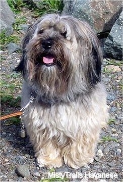 Havanese Dog Breed Information and Pictures