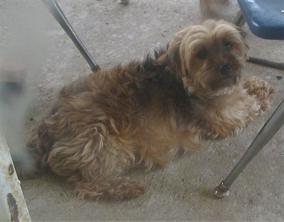 A tan with black Havanese is laying on a cement floor under a table and chairs.