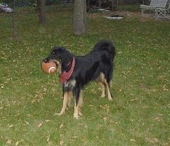 A black with tan and white Hovawart wearing a red bandana is standing in a yard and it has a football in its mouth